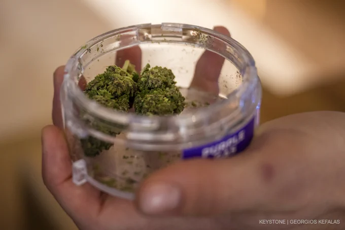Cannabis-Knospen in einem durchsichtigen Behälter.