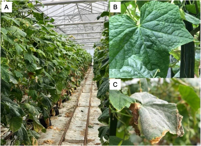 There is an urgent need for plant production systems to use more sustainable plant protection solutions with less conventional pesticides. While low-risk plant protection products are promising alternatives, the availability of these products remains low on the European market. Here, we summarize challenges and opportunities for increasing these products and define knowledge gaps related to their efficiency, application, and economics.