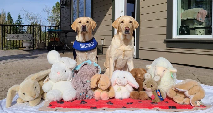 Two yellow labs posing behind a row of stuffed bunnies for Easter.