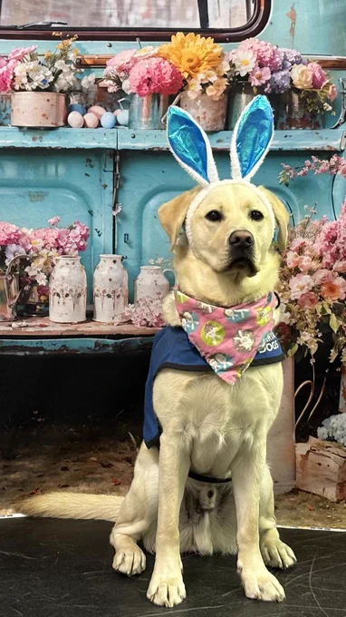 Yellow lab posing beside a blue antique vehicle decorated with pink, yellow, and purple flowers for Easter. The dog is wearing a blue and white bunny-ear headband and pink bandana.