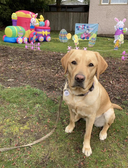 Yellow lab posing in their owner's backyard in front of children's Easter decorations, such as blow-up train, rabbit, and easter eggs.