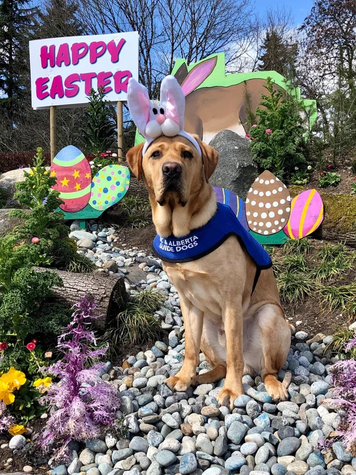 Yellow lab posing in front of Easter decorations outdoors. There is a Happy Easter sign and cardboard easter eggs. The dog is wearing a headband with a bunny face on it.