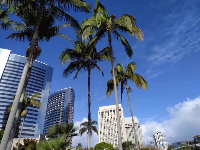 blue sky and palm trees in San Diego city