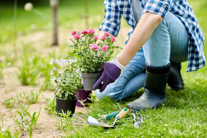 Photo of a person, kneeling down, planting a flower