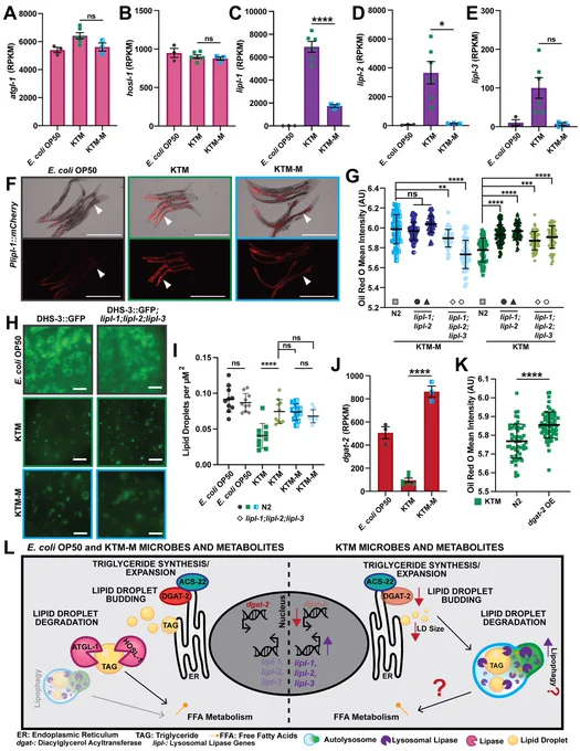 Fig 6. KTM consumption stimulates host lipid catabolism and impairs TAG synthesis. Full caption and image description available at: https://journals.plos.org/plosgenetics/article?id=10.1371/journal.pgen.1011003