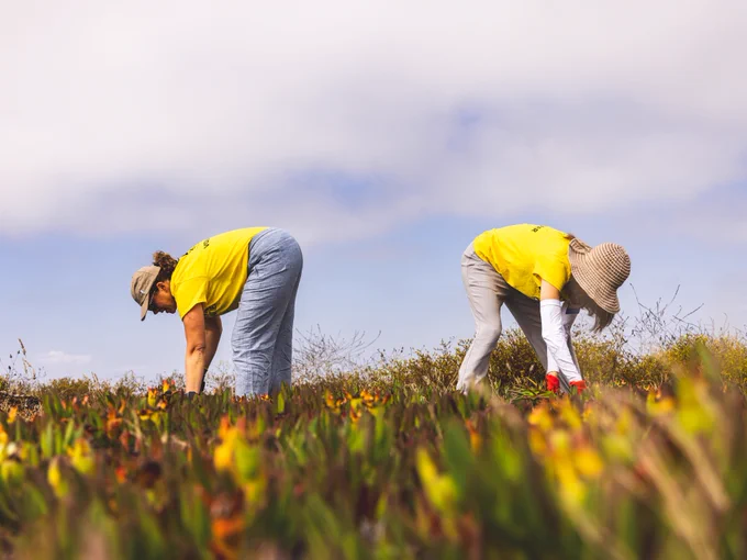 Edison International employees volunteering at a Bolsa Chica volunteer event. 