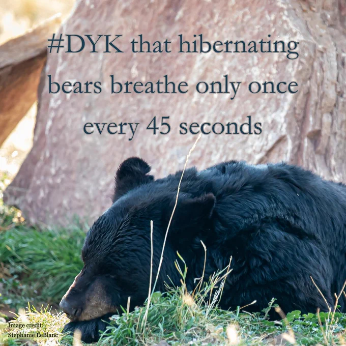 Photo of a sleeping black bear in Custer, SD, USA

Image credit: Stephanie LeBlanc (https://unsplash.com/@sleblanc01) 