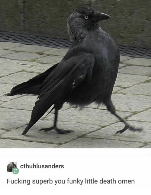 A picture of a crow appearing to be strutting quite fashionably. Underneath, a comment from cthulusanders on Tumblr reads "Fucking superb you funky little death omen"