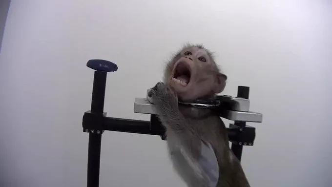 Macaco de cola larga en el Laboratorio de Farmacología y Toxicología, en Alemania. © Cruelty Free International / SOKO Tierschutz
