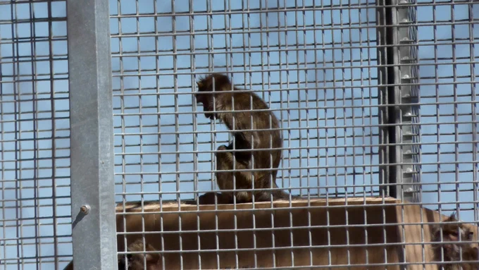 Macaco de cola larga enjaulado en Camarney.