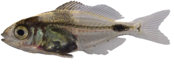 Picture of an early life stage of the common two-banded seabream (Diplodus vulgaris)