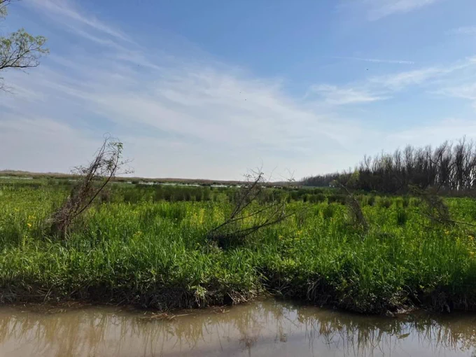 A Mississippi delta march, with a gray stream with banks full of scrubby bushes and green low-lying grasses