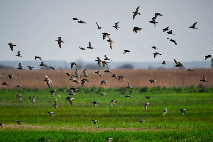 Photo of a Flock of Birds Flying Below Grass Field