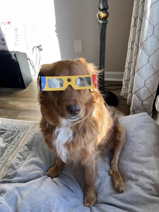 A dog wearing eclipse glasses