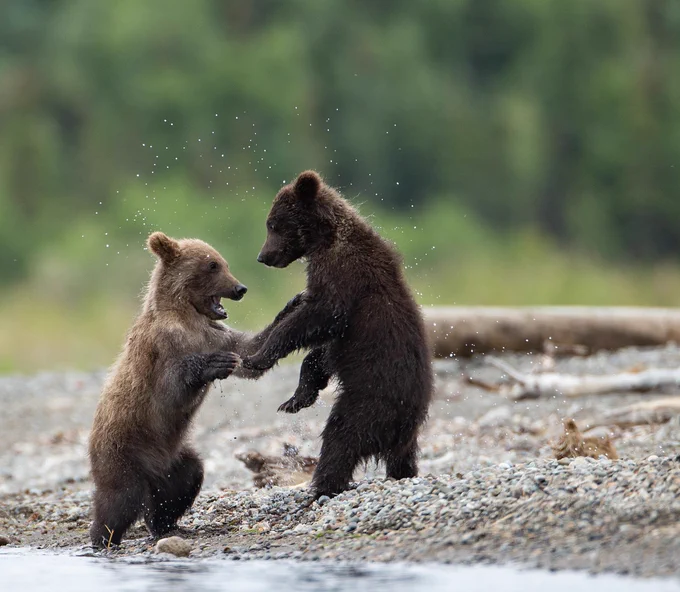 Two small brown bear cubs standing up playing on the shore of a lake.