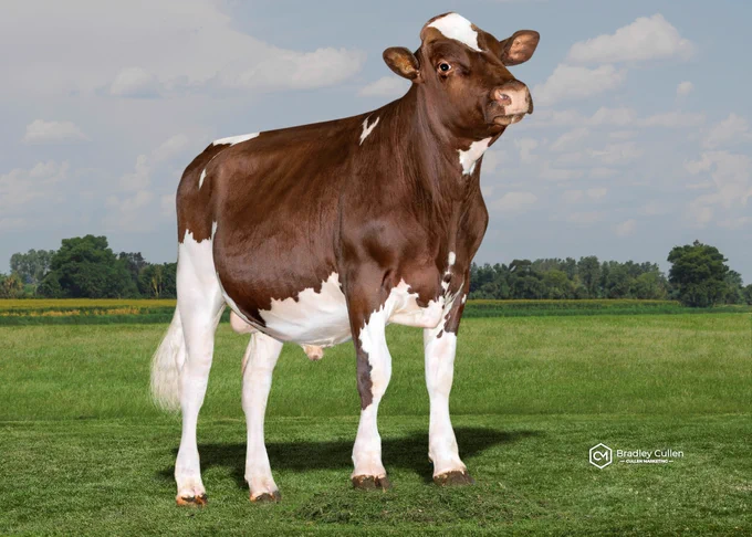 Cluain Lyons (CNLYONS), bred by Hamilton's Run, and now owned by Genetics Australia.