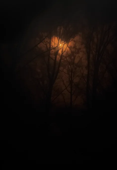 An image of the sun during the solar eclipse. The tree can be seen as shadows