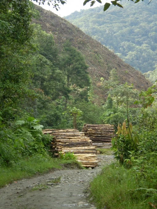 Photograph of piles of logged wood in mountainous tropical forest.