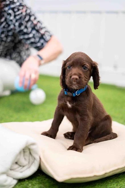 Puppy sitting on a cushion