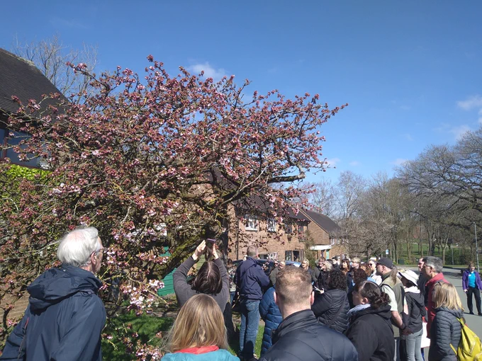 staff and students admiring cherry tree on guided walk