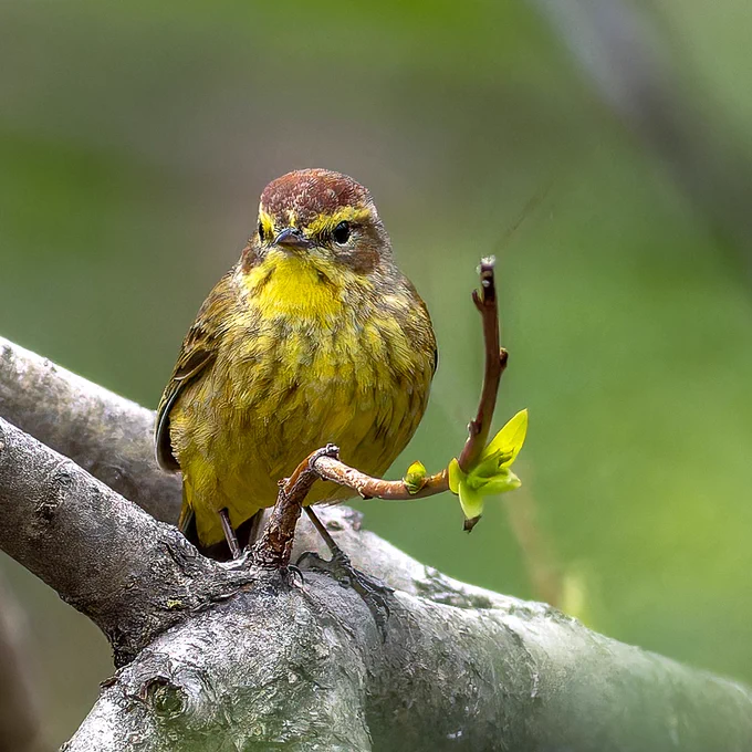 First of year palm warbler perched looking to camera at Central Park Pool post-eclipse Monday. Photo by Sandra Beltrao ©2024