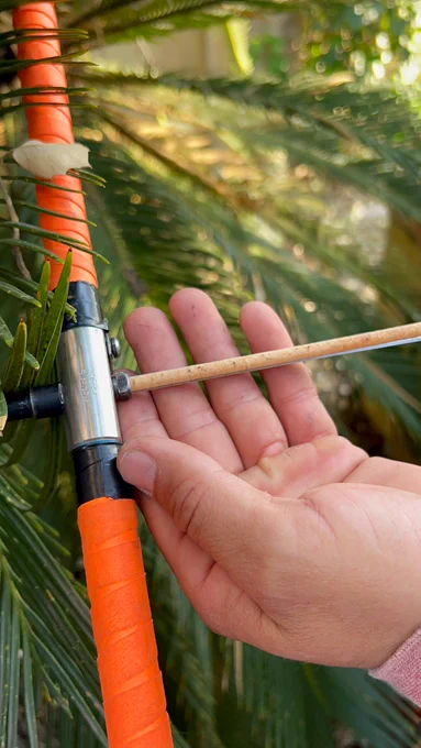 Cylindrical tree core being pulled out of an orange handled increment borer.