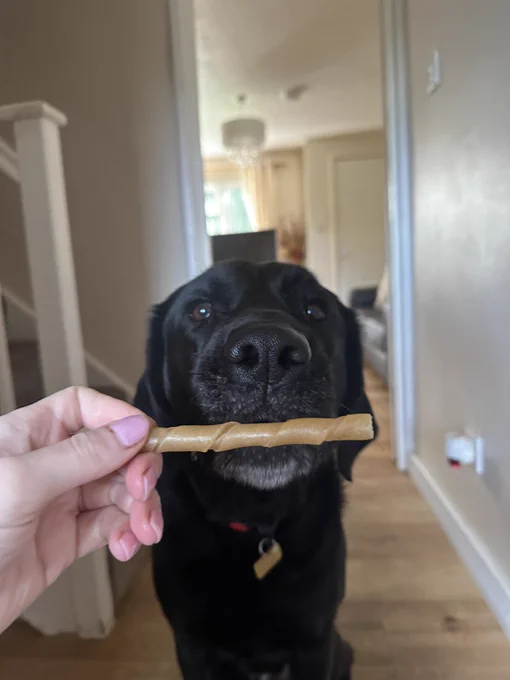 The picture shows a black Labrador dog looking directly at the camera with a focused and eager expression. The dog is indoors, standing on a wooden floor with a light-colored wall and a staircase in the background. A human hand is holding out a twisted brown dog treat towards the dog, which is at the dog's nose level, suggesting that the dog is being offered the treat. The dog's eyes are fixed on the treat, and it appears to be patiently waiting for permission to take it. The dog has a shiny coat and a red collar with a gold tag.