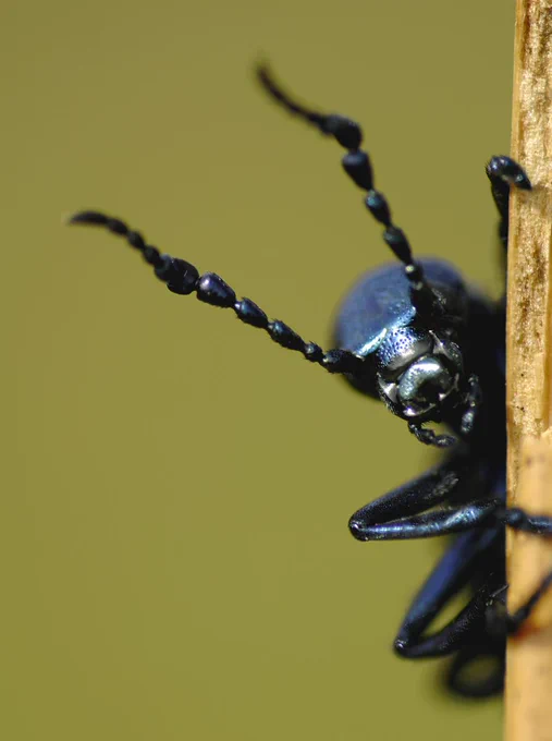 📷 Oil beetle © Phil Roxby