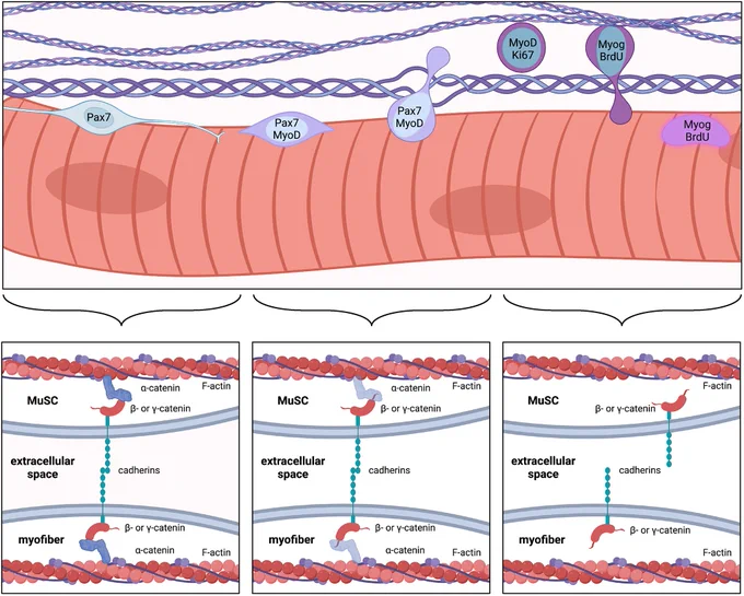 Schematic representation of α-cdKO MuSC behavior.