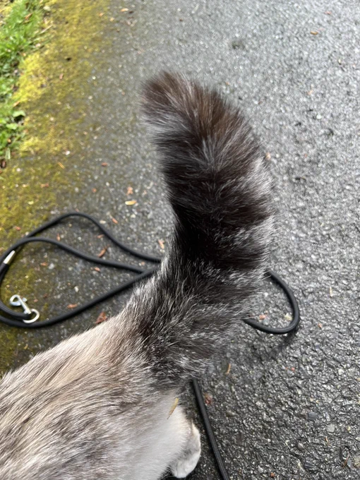 A cat’s tail is puffed out. The cat is outside on a paved trail.