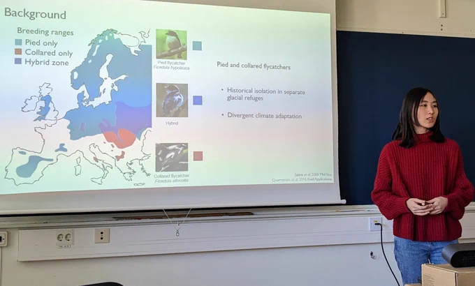 Yishu Zhu in front of a slide with a map of the breeding ranges of pied and collared flycatchers and pictures of males of the two species and an F1 hybrid. 