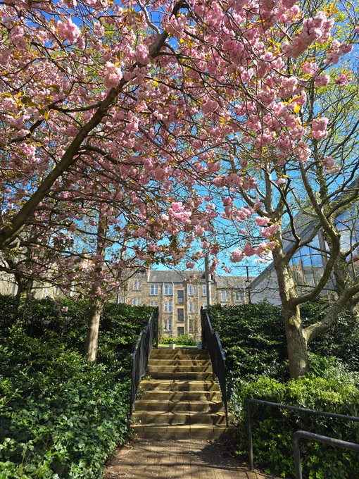 cherry blossom in full bloom with a stair case underneath