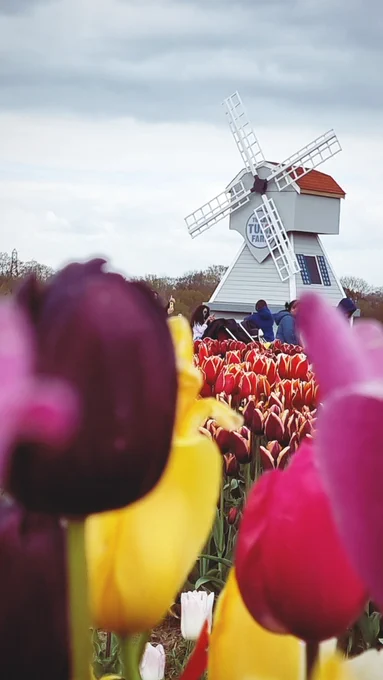 A grey windmill with a red roof in the background of rows of tulips. pink, yellow & dark purple tulips in the foreground frame the windmill.