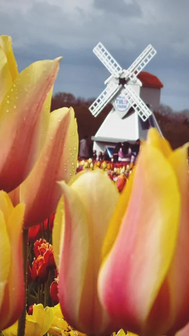 A grey windmill with a red roof in the background of rows of tulips. Yellow - peach tulips in the foreground frame the windmill.
