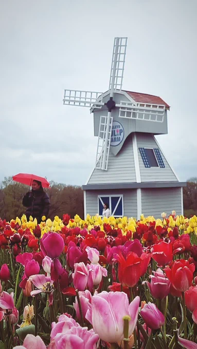 A grey windmill with a red roof in the background of rows of yellow, orange, red & pink tulips. A man holding a bright red umbrella is walking away from the windmill.