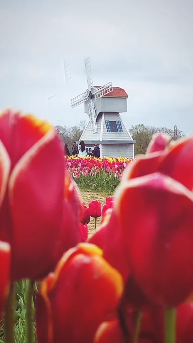 A grey windmill with a red roof in the background of rows of tulips. Reddy-orange-pink tulips in the foreground frame the windmill.