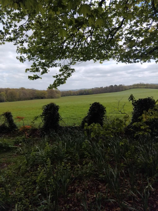 View of field with green plants in the foreground