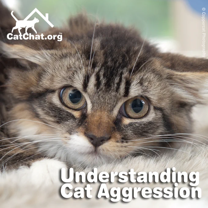 An angry-looking tabby cat with backward-pointing ears. The caption reads: “Understanding Cat Aggression”.

Photo: © Coppercat Photography.
