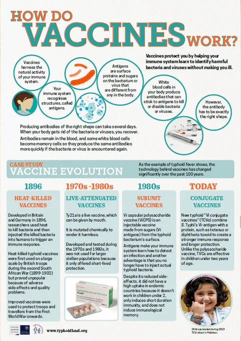 An infographic explaing how vaccines work 