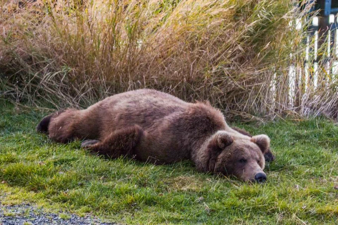 A bear sprawled out on its belly ready for a nap or Friday. 
