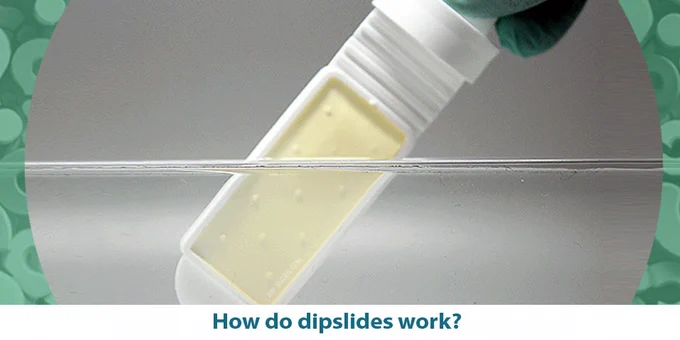 How do dipslides work? An image of a dipslide (paddle with growth media on both sides) being dipped into water.