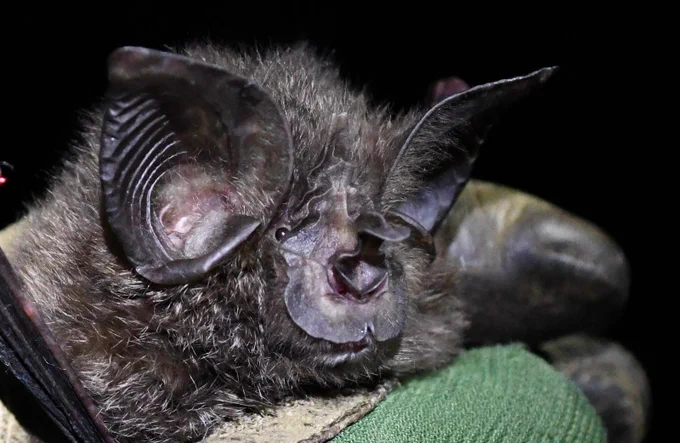 Hills horseshoe bat
