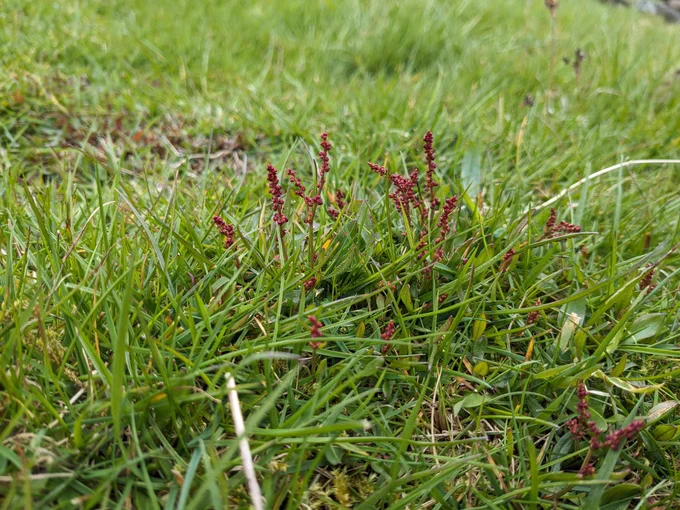 A close-up of tiny red stems emerging from grass in a field