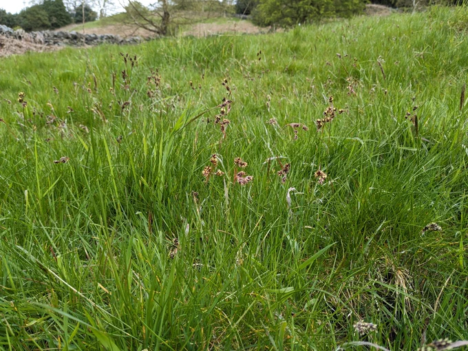 A close-up of stems of Field wood-rush among grass in a field