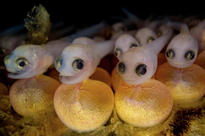 Newly hatched plainfin midshipman develop in a nest hidden under a rock in the intertidal zone of Vancouver Island, British Columbia, Canada.
