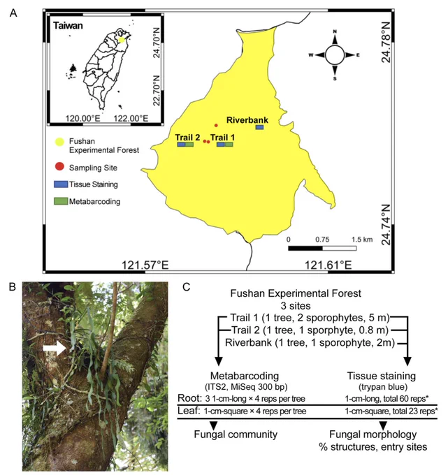 Map of sampling sites in Taiwan, tree with epiphytic fern Ophioderma pendulum, and sampling design and purpose.