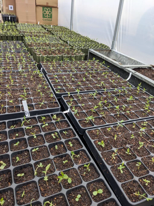 Cell grown trees