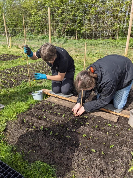 Two people putting small plants in soil