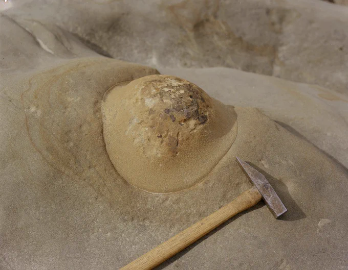 0.4 km. E. of Cove Harbour. Concretionary ball with calcareous cement in a sandstone of cementstone group (Calciferous Sandstone Series).