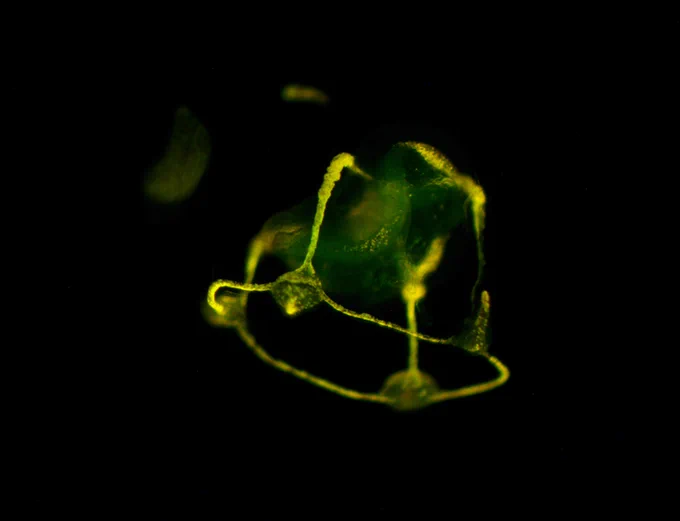 Corymorpha sp with green and yellow fluorescence